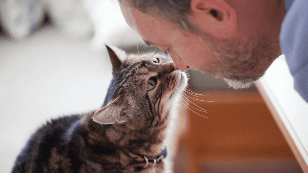 Cat Love Unveiled: 16 Heartfelt Ways to Whisper Affection
