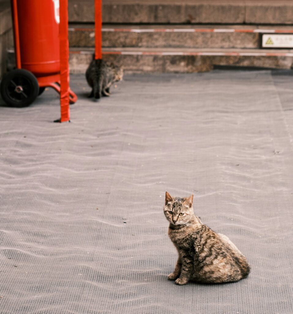 Cat Training Mistakes