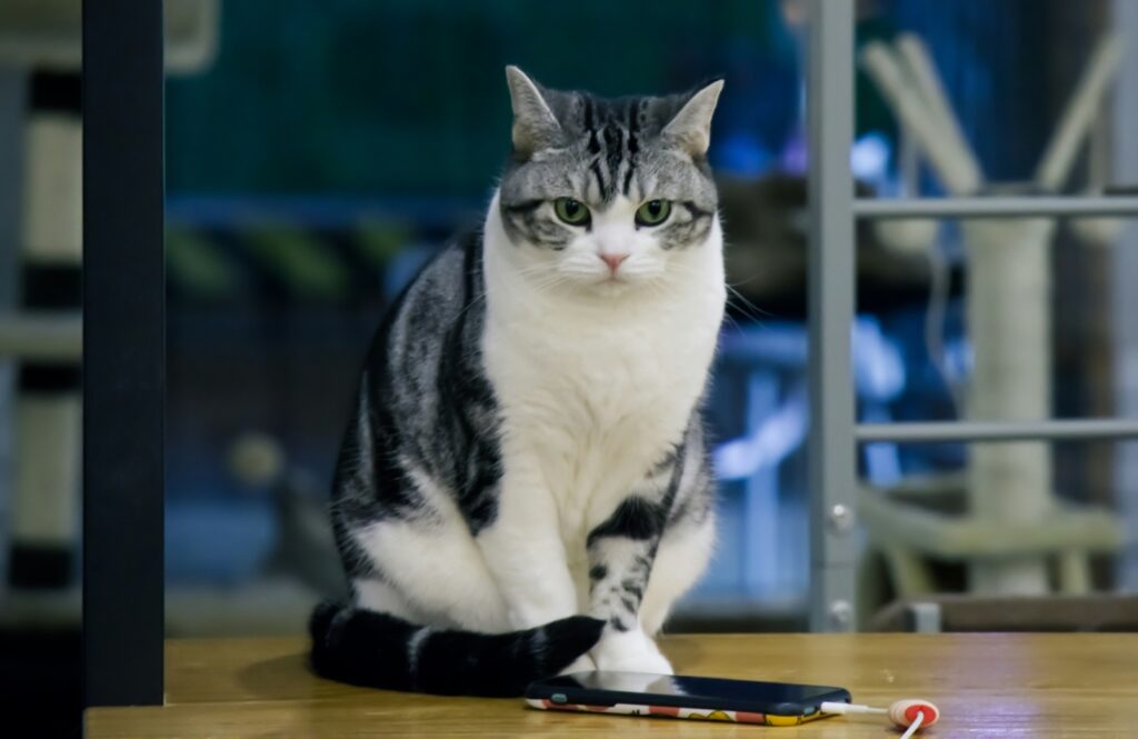 Cat Training Mistakes